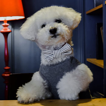 Milou in bowtie