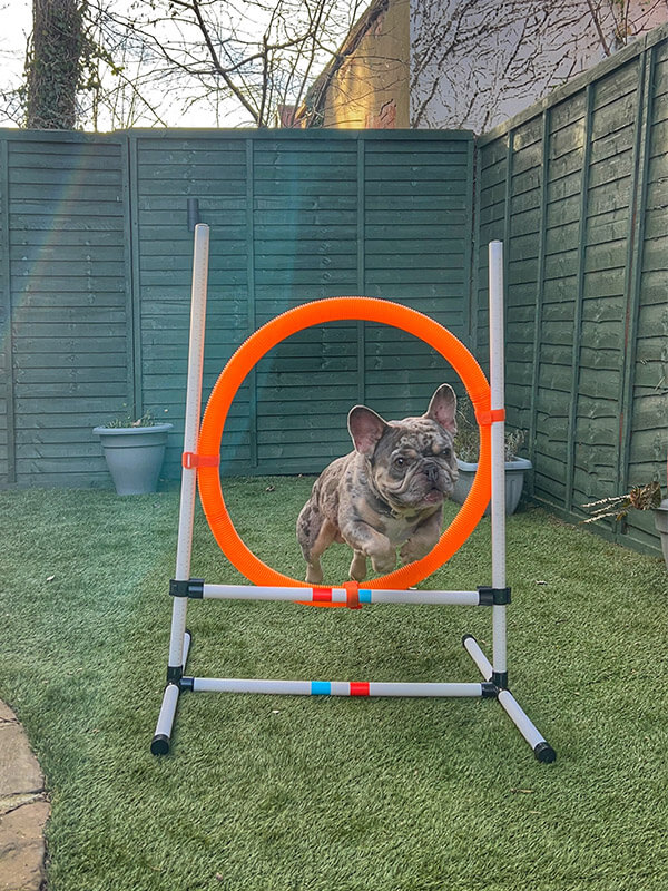 Small dog jumping through an orange hoop in the garden