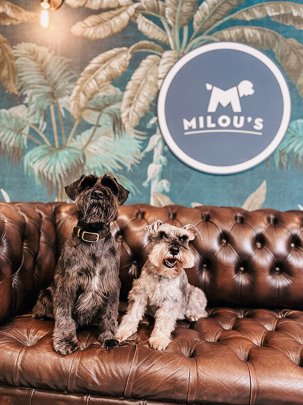 Two dogs sitting on the playroom sofa