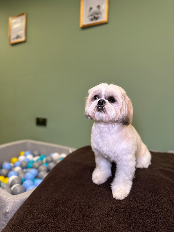 Small white dog waiting for treat in the playroom