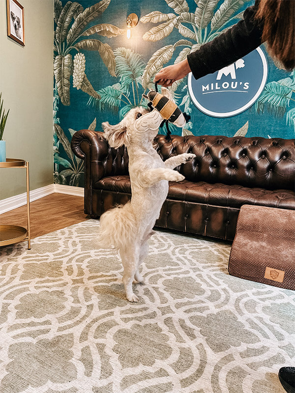White dog jumping for a toy in the playroom