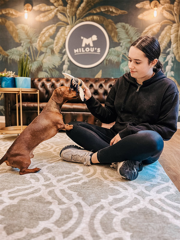 Milou's staff carer playing with a small brown dog