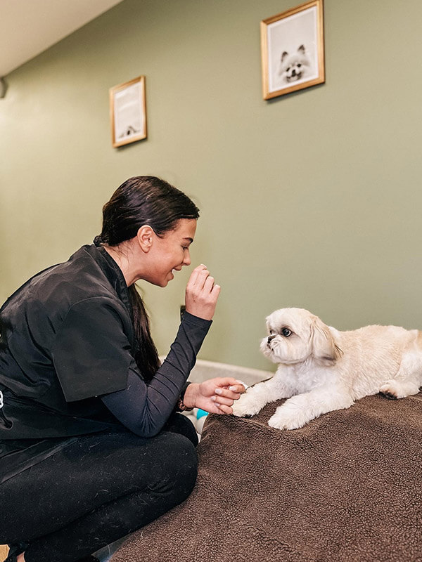 Milou's carer training small white dog in the playroom