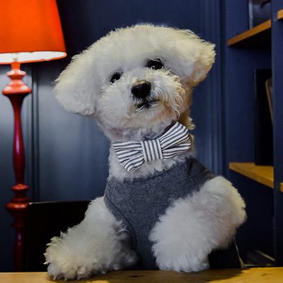 Milou in a bowtie